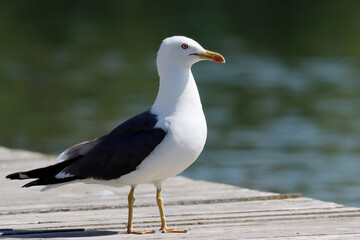 Lesser black-backed gull