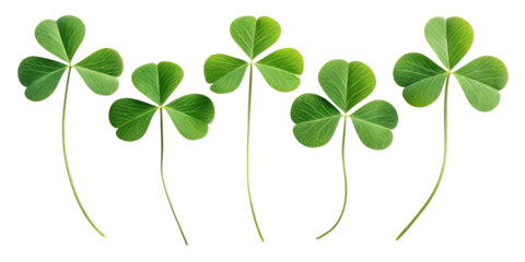 Four leaf clover symbol for St Patrick's Day celebration on white background