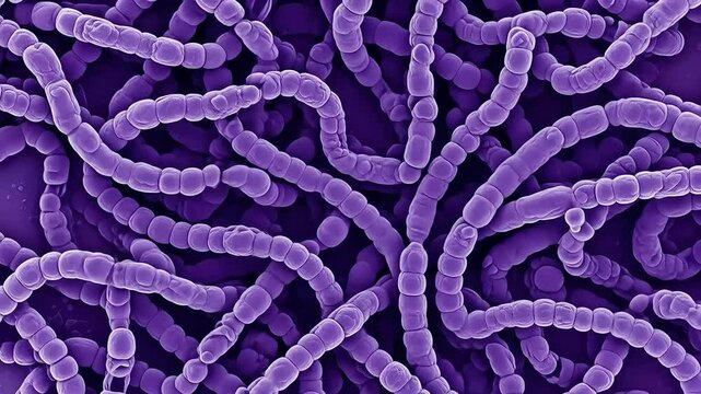 Purple Bacterial Chains Under High Magnification