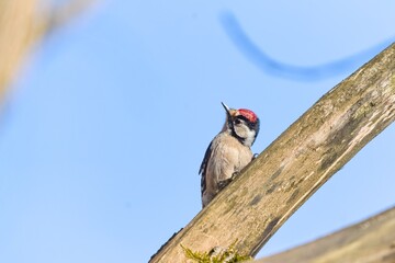  A male Lesser spotted woodpecker climbs on the tree trunk. Dryobates minor