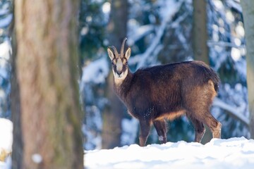 A chamois stands in winter forest. Winter scene with horn animal. Rupicapra rupicapra. Animal from Alp.