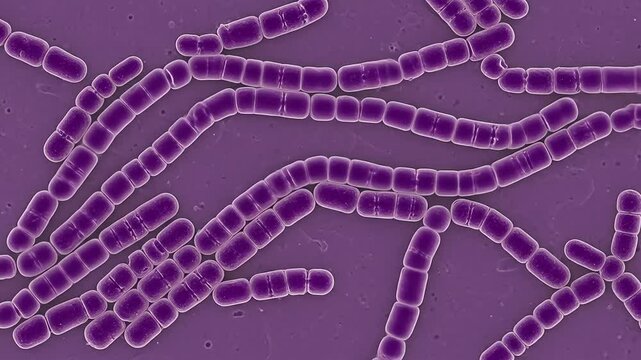 Microscopic Closeup of Purple Bacterial Chains