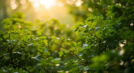 Obraz premium Fresh Green Maple Leaves with Sunlight and Bokeh Background