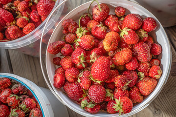 Plastic container with strawberry harvest on a summer day