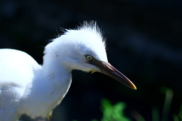 close-up photo of the claw of a little egret (egretta garzetta) The little egret is a species of...