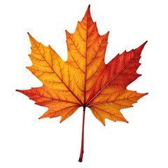 Fototapeta premium Vibrant orange and red maple leaf isolated on white background for fall seasonal marketing campaigns and corporate branding materials with copy space for text
