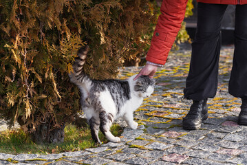 A woman strokes a cat during a walk.