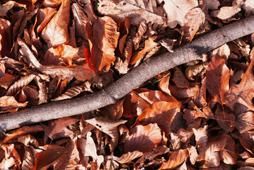 Autumn composition with fallen leaves and a twig