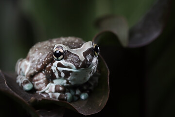 The Amazon milk frog (Trachycephalus resinifictrix) closeup on green leaves, Panda bear tree frog on green leaves. The mission golden eyed tree frog