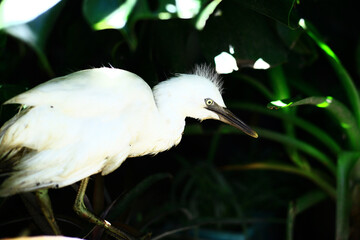 close-up photo of the claw of a little egret (egretta garzetta) The little egret is a species of...