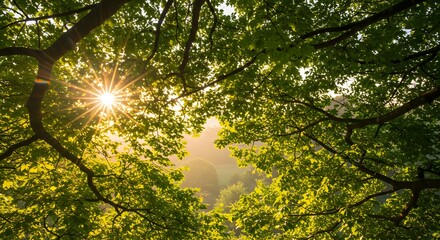 Fresh Green Maple Leaves with Sunlight and Bokeh Background