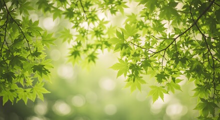 Fresh Green Maple Leaves with Sunlight and Bokeh Background
