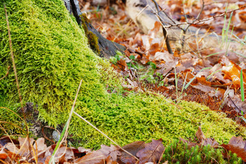 Autumn green moss and fallen leaves in the park