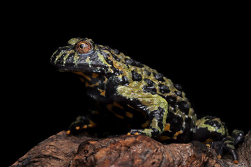 Fire belly toad closeup on wood, Oriental fire-bellied toad (Bombina orientalis) female, animal closeup