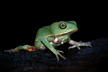 Phyllomedusa bicolor (waxy monkey) on branch, Phyllomedusa bicolor 