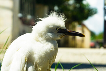 close-up photo of the claw of a little egret (egretta garzetta) The little egret is a species of...