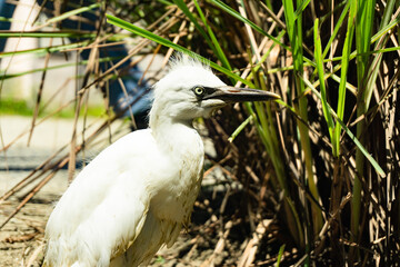 close-up photo of the claw of a little egret (egretta garzetta) The little egret is a species of small heron in the family Ardeidae.