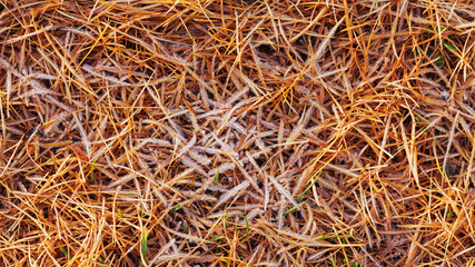 Texture of ice floes on larch needles