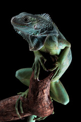 Green iguana on spiral shaped root wood, Green iguana side view on wood, Closeup head green iguana