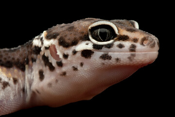 Leaopard gecko closeup head isolated on black background, Leaopard gecko front view. closeup gecko face