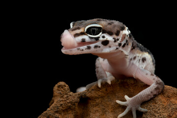 Leaopard gecko closeup head isolated on black background, Leaopard gecko front view. closeup gecko face