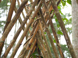 Close-up view of crossed bamboo poles in a green forest—fresh, raw, and minimal. Great for themes...