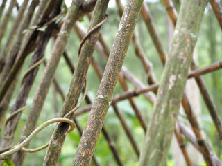 Close-up view of crossed bamboo poles in a green forest—fresh, raw, and minimal. Great for themes...