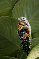 Tree frog on leaf, Gliding frog (Rhacophorus reinwardtii) on leaves, Javan tree frog on branch, Indonesian tree frog