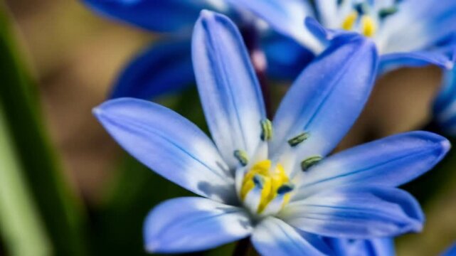 A vibrant blue scilla flower blooms in the spring sunlight, showcasing its delicate petals and intricate floral details