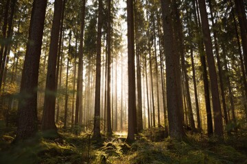 Fototapeta premium Sunlight streams through tall pine trees in a dense forest casting a warm golden glow on the forest floor dappled with shadows and light creating a serene and tranquil natural landscape