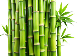 Vibrant green bamboo stalks with lush leaves grow closely together against a clean transparent background