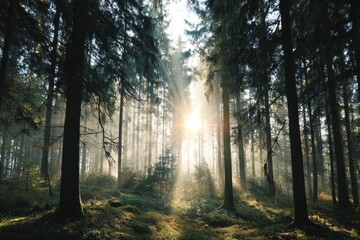 Fototapeta premium Sunbeams pierce through the dense canopy of a tranquil pine forest casting ethereal light on the mossy forest floor creating a serene and magical natural landscape