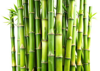 Fototapeta premium Vibrant green bamboo stalks with lush leaves grow closely together against a clean transparent background