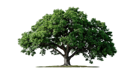 Majestic Tree of Life: A stunning visual of a robust, full-canopy tree in all its natural glory. Capturing the essence of life, growth and the environment.