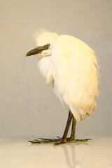 close-up photo of the claw of a little egret (egretta garzetta) The little egret is a species of...