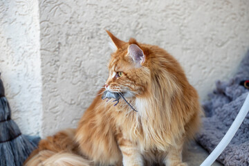 A red Maine Coon cat holds a captured mouse in his teeth
