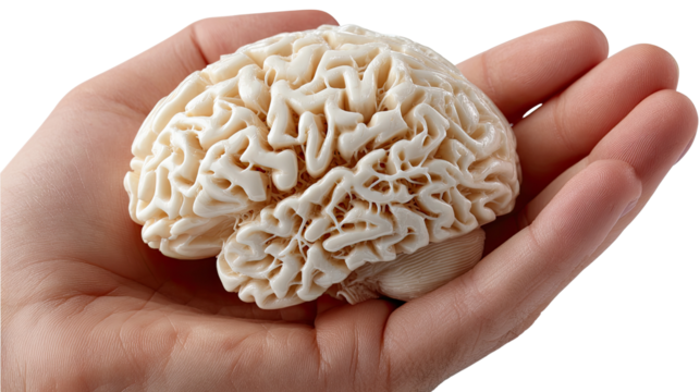 Brain in Hand: A close-up shot of a hand delicately cradling a detailed brain model, symbolizing intellect, thought, and the power of the human mind.