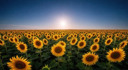 Fototapeta premium A vast field of sunflowers stretches under a starry night sky