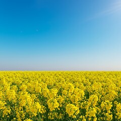 Fototapeta premium 黄金の波と碧空