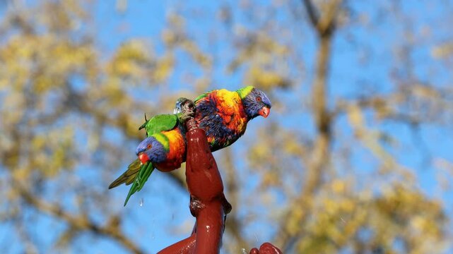 Two colorful rainbow lorikeets (Trichoglossus moluccanus) competing for a bath in a garden fountain, South Australia