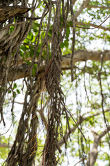 A tree with a lot of branches and leaves. mahabalipuram