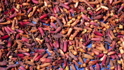 Drying Clove Harvest