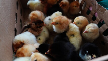 Assorted Chick Breeds in a box