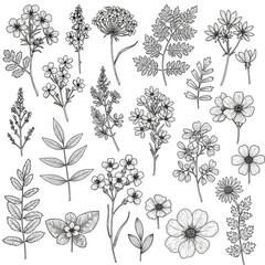 Fototapeta premium Botanical Line Art Floral Drawing