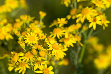  common ragwort,
Jacobaea vulgaris yellow flowers closeup selective focus
