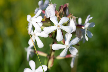 common soapwort, 
Saponaria officinalis flower closeup selective focus