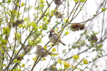 Spanish sparrow. Spanish Sparrows (Passer hispaniolensis) perched on a tree branch. Bird, animal idea concept. Ornithology. Nature.	