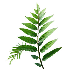 Fern leaf green lush isolated, Natural forest foliage object, Organic botanical texture, Decorative plant detail, Tropical design element