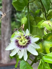 Passiflora caerulea, Passion fruit flower on tree