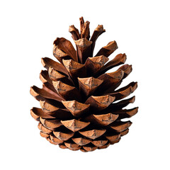Pinecone brown nature rough isolated, Natural forest seed object, Organic botanical detail, Decorative woodland element, Autumn texture component